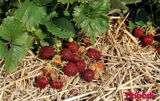 Fragaria (Erdbeere) 'Nerina'