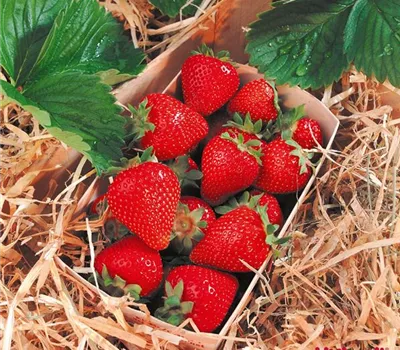 Fragaria (Erdbeere) 'Thuchampion'