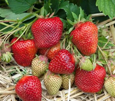 Fragaria (Erdbeere) 'Thuriga'