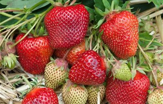 Fragaria (Erdbeere) 'Thuriga'
