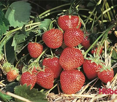 Fragaria (Erdbeere) 'Wädenswil 6'