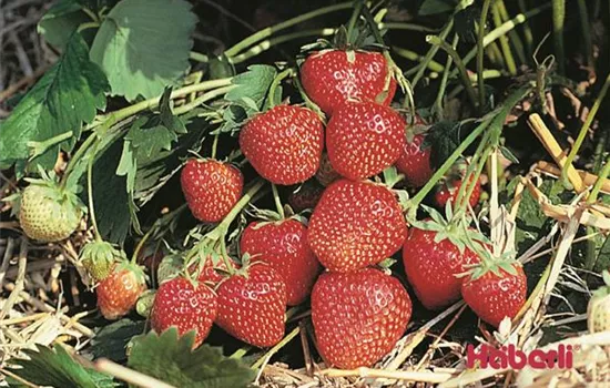 Fragaria (Erdbeere) 'Wädenswil 6'