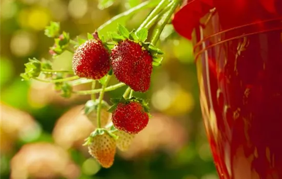 Fragaria vesca