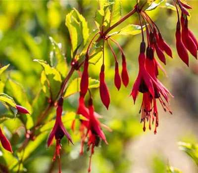 Fuchsia magellanica var. gracilis