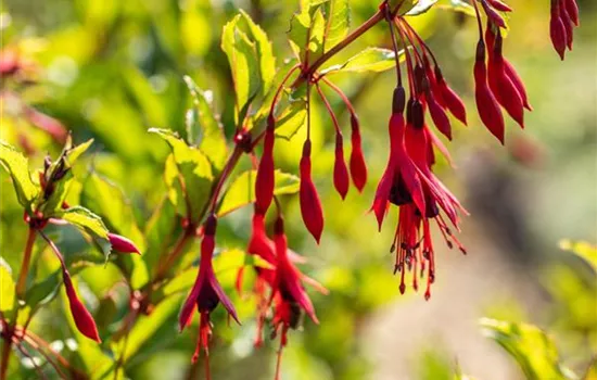 Fuchsia magellanica var. gracilis