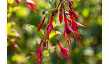 Freilandfuchsie