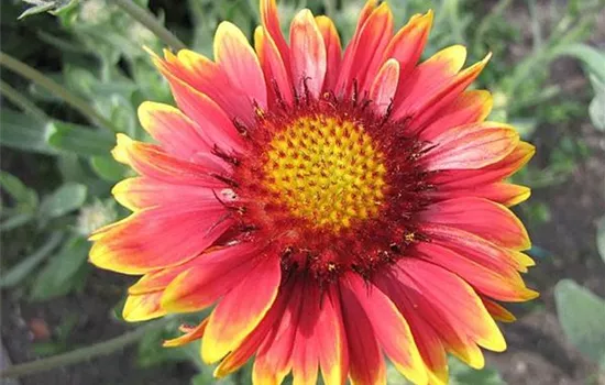 Gaillardia 'Burgunder'