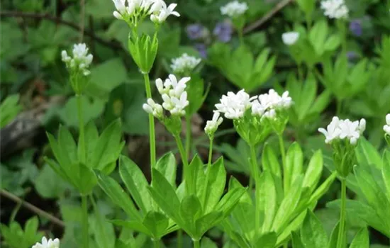 Galium odoratum