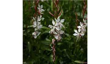 Prachtkerze