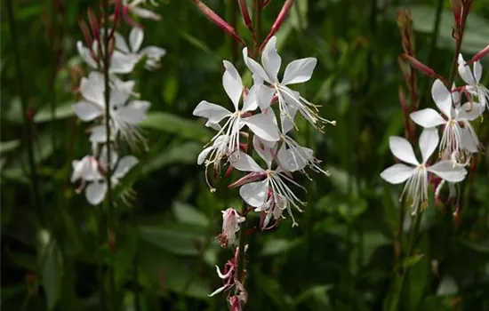 Gaura lindheimeri 'Whirling Butterflies'