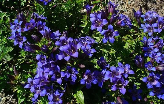Gentiana septemfida var. lagodechiana