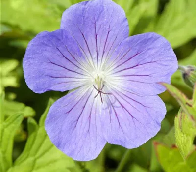 Geranium 'Johnson's Blue' Geranium 'Johnson's Blue'