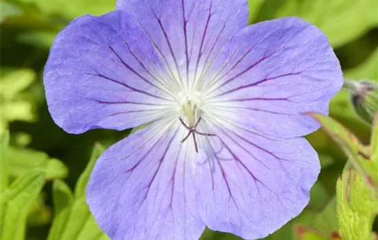 Geranium 'Johnson's Blue'