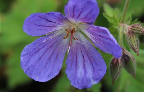 Geranium 'Rozanne'