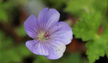 Storchschnabel