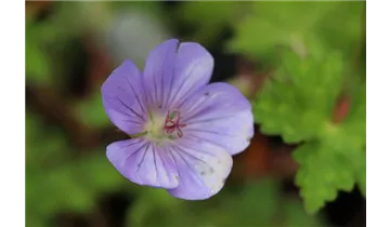 Storchschnabel