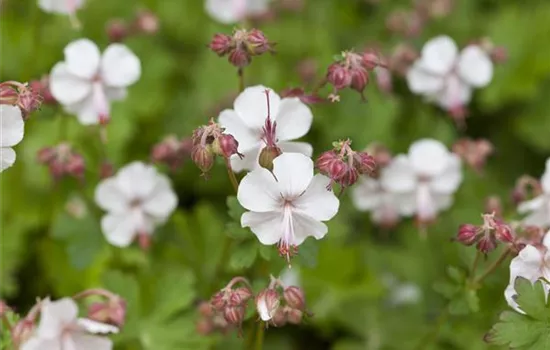 Geranium cantabrigiense (x) 'Biokovo'