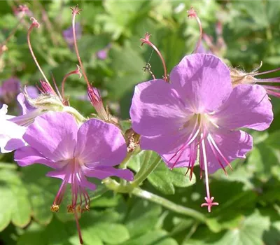 Geranium cantabrigiense (x) 'Karmina' Geranium cantabrigiense (x) 'Karmina'