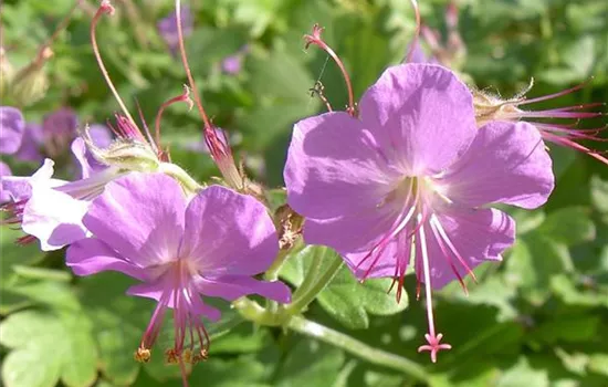 Geranium cantabrigiense (x) 'Karmina'