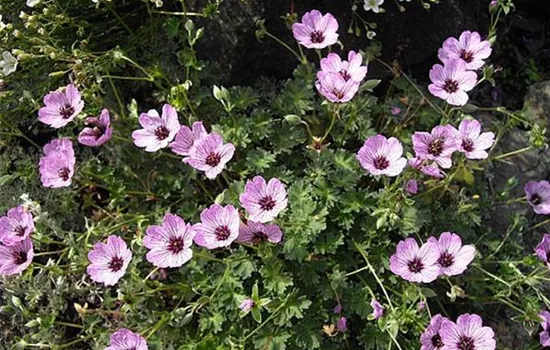 Geranium cinereum 'Ballerina'