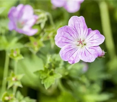 Geranium endressii Geranium endressii