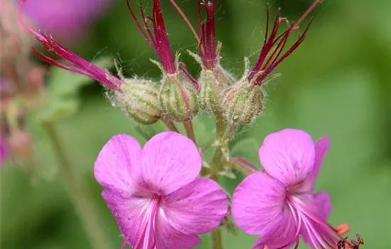 Geranium macrorrhizum 'Czakor'