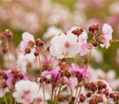 Geranium macrorrhizum 'Spessart' Geranium macrorrhizum 'Spessart'