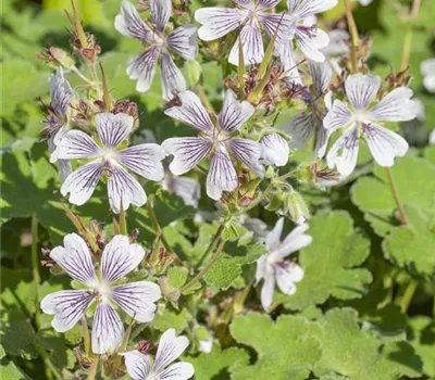 Geranium renardii Geranium renardii