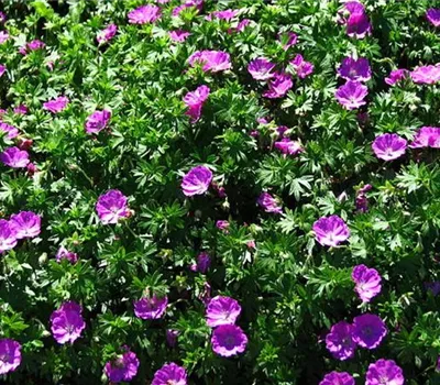 Geranium sanguineum 'Max Frei'