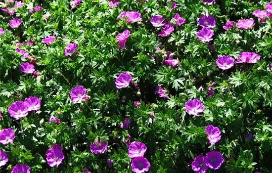 Geranium sanguineum 'Max Frei'