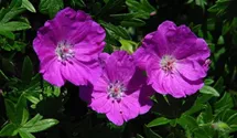 Blutroter Storchschnabel