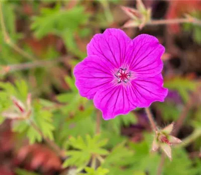 Geranium sanguineum 'Tiny Monster' Geranium sanguineum 'Tiny Monster'