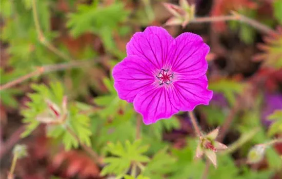 Geranium sanguineum 'Tiny Monster'