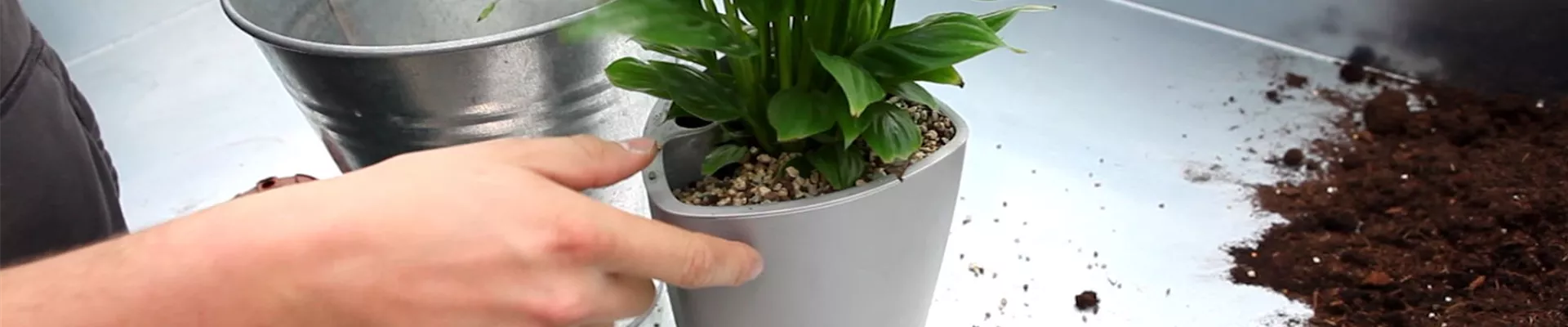 Einblatt - Einpflanzen in ein Gefäss (4)