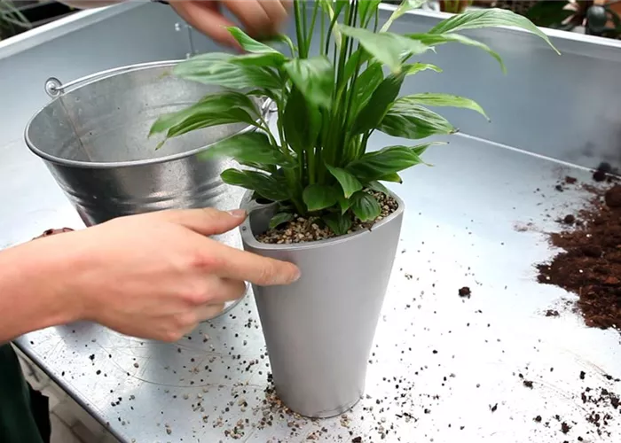 Einblatt - Einpflanzen in ein Gefäss