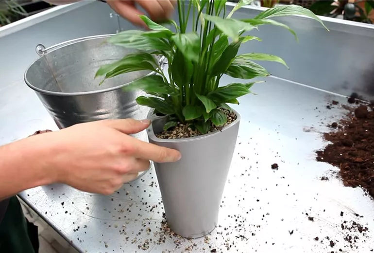 Einblatt - Einpflanzen in ein Gefäss (4)