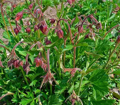 Geum rivale