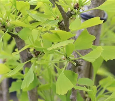Ginkgo biloba 'Fastigiata'