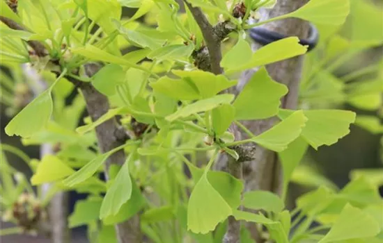 Ginkgo biloba 'Fastigiata'