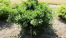 Ginkgobaum