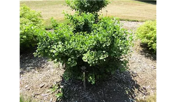 Ginkgobaum