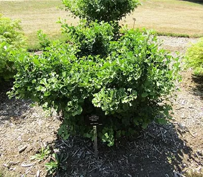 Ginkgo biloba 'Mariken'