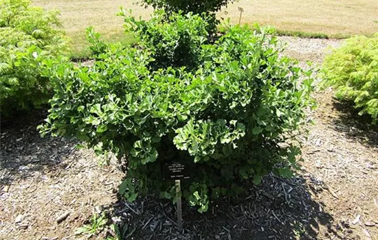 Ginkgo biloba 'Mariken'