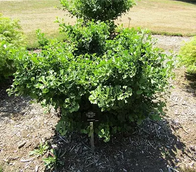 Ginkgo biloba 'Mariken'
