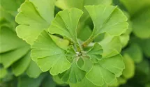 Ginkgobaum