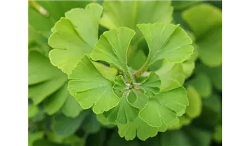 Ginkgobaum