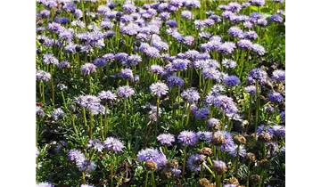 Herzblättrige Kugelblume