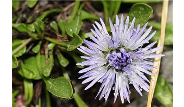 Herzblättrige Kugelblume