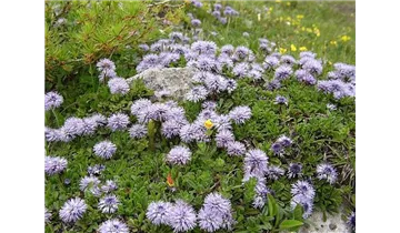 Herzblättrige Kugelblume