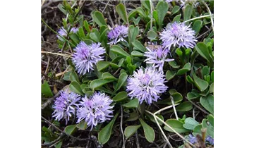 Herzblättrige Kugelblume